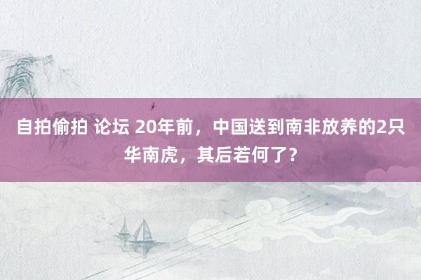 自拍偷拍 论坛 20年前，中国送到南非放养的2只华南虎，其后若何了？