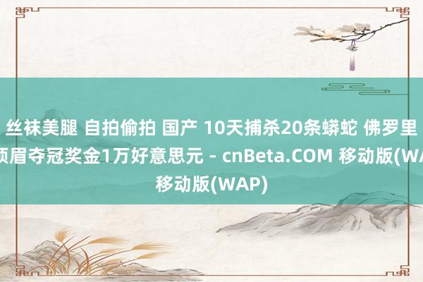 丝袜美腿 自拍偷拍 国产 10天捕杀20条蟒蛇 佛罗里达须眉夺冠奖金1万好意思元 - cnBeta.COM 移动版(WAP)